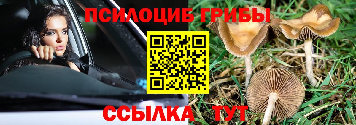 Псилоцибиновые грибы Cubensis Урай